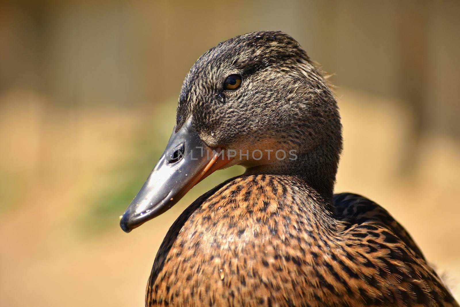 Beautiful wild ducks at the pond. Wildlife on a sunny summer day. Young water bird.