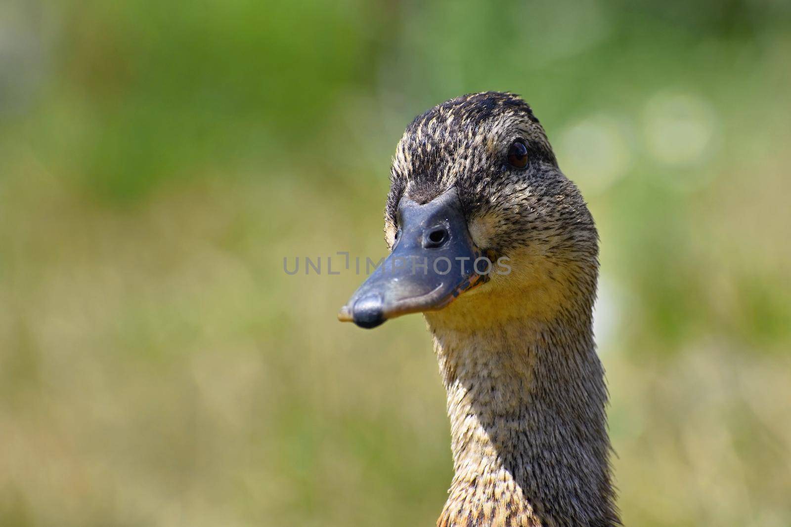 Beautiful wild ducks at the pond. Wildlife on a sunny summer day. Young water bird.