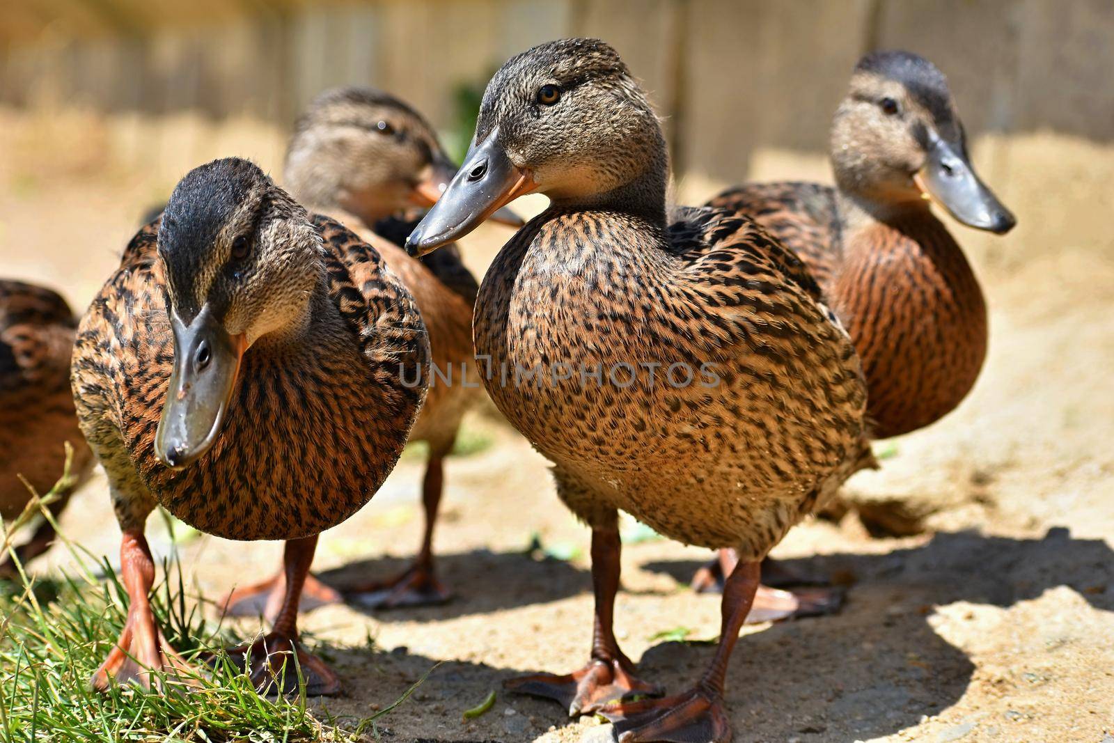 Beautiful wild ducks at the pond. Wildlife on a sunny summer day. Young water bird.