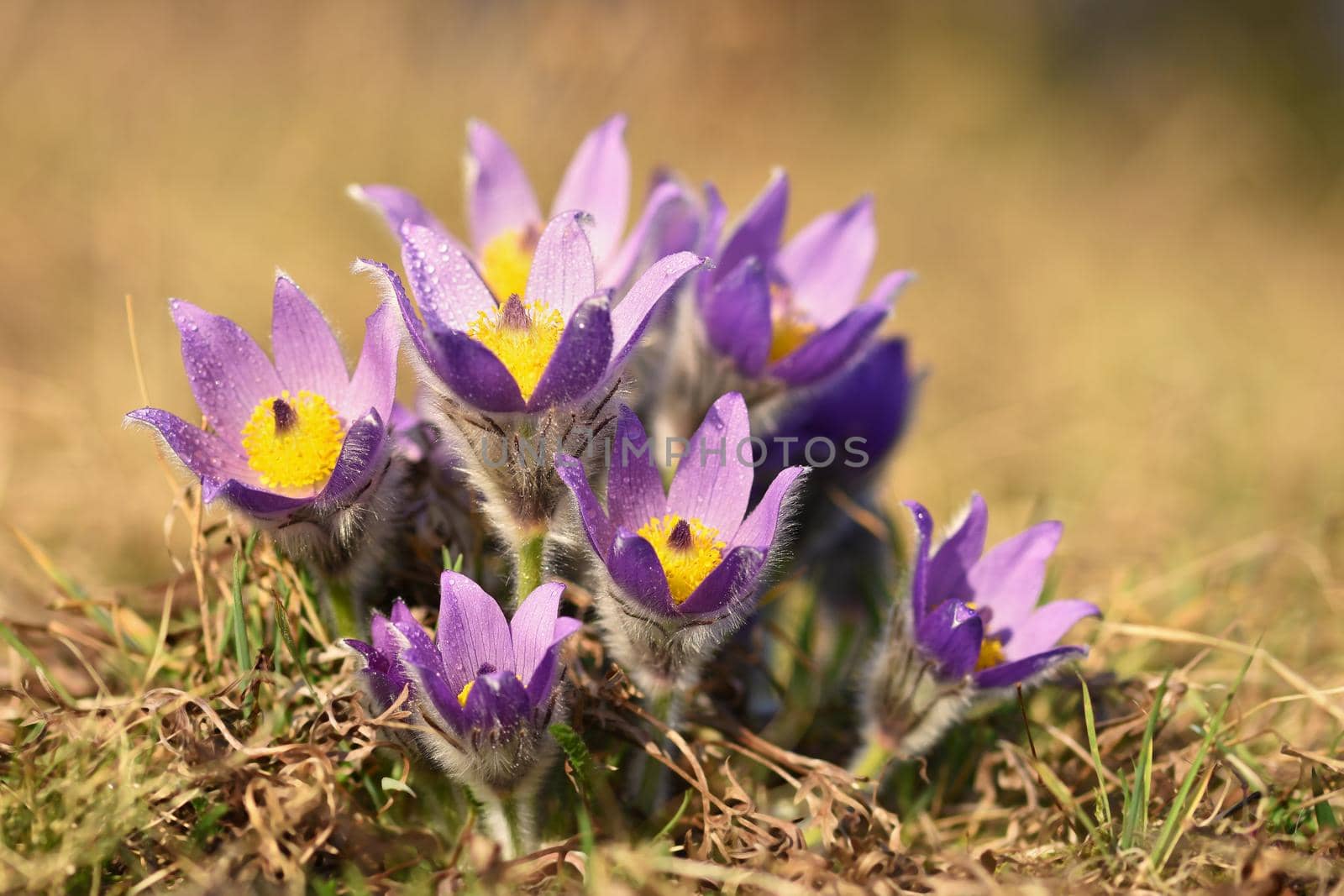 Spring flowers. Beautifully blossoming pasque flower and sun with a natural colored background. (Pulsatilla grandis)