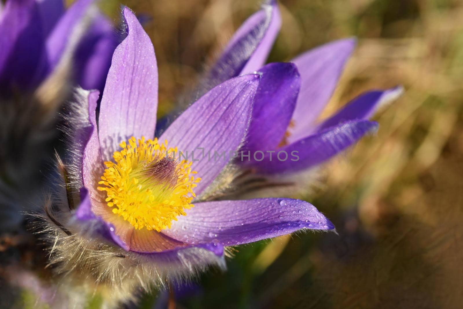 Spring flowers. Beautifully blossoming pasque flower and sun with a natural colored background. (Pulsatilla grandis)