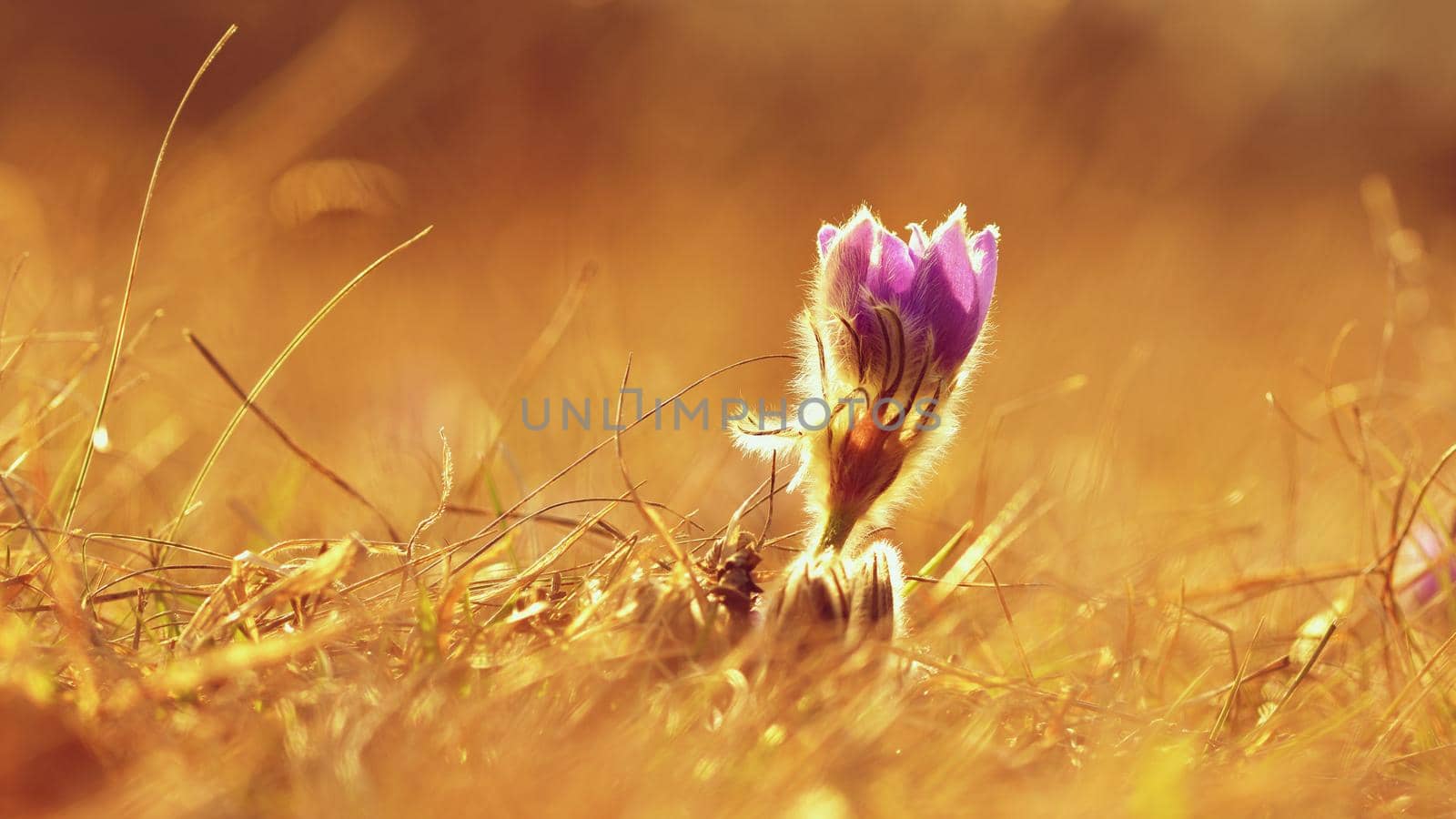 Spring flowers. Beautifully blossoming pasque flower and sun with a natural colored background. (Pulsatilla grandis)