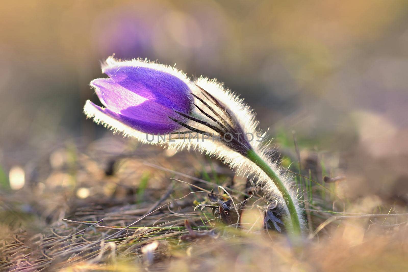 Spring flowers. Beautifully blossoming pasque flower and sun with a natural colored background. (Pulsatilla grandis)