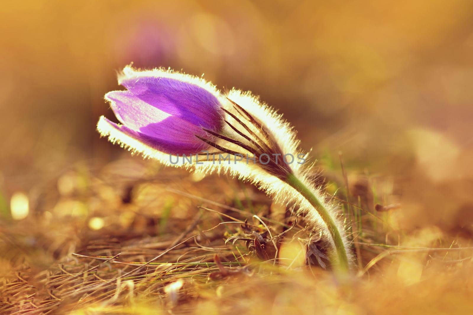 Spring flowers. Beautifully blossoming pasque flower and sun with a natural colored background. (Pulsatilla grandis)