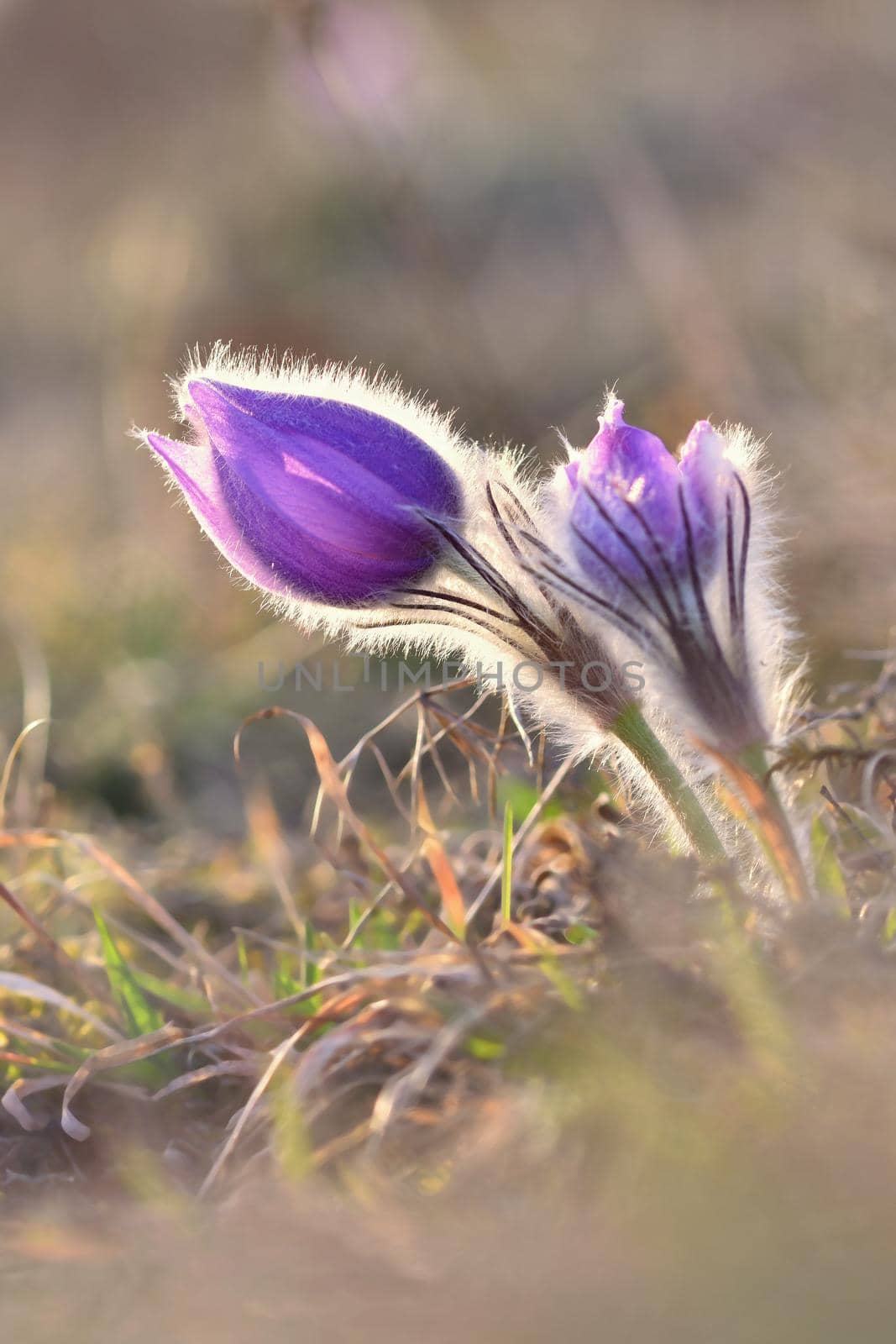 Spring flowers. Beautifully blossoming pasque flower and sun with a natural colored background. (Pulsatilla grandis) by Montypeter