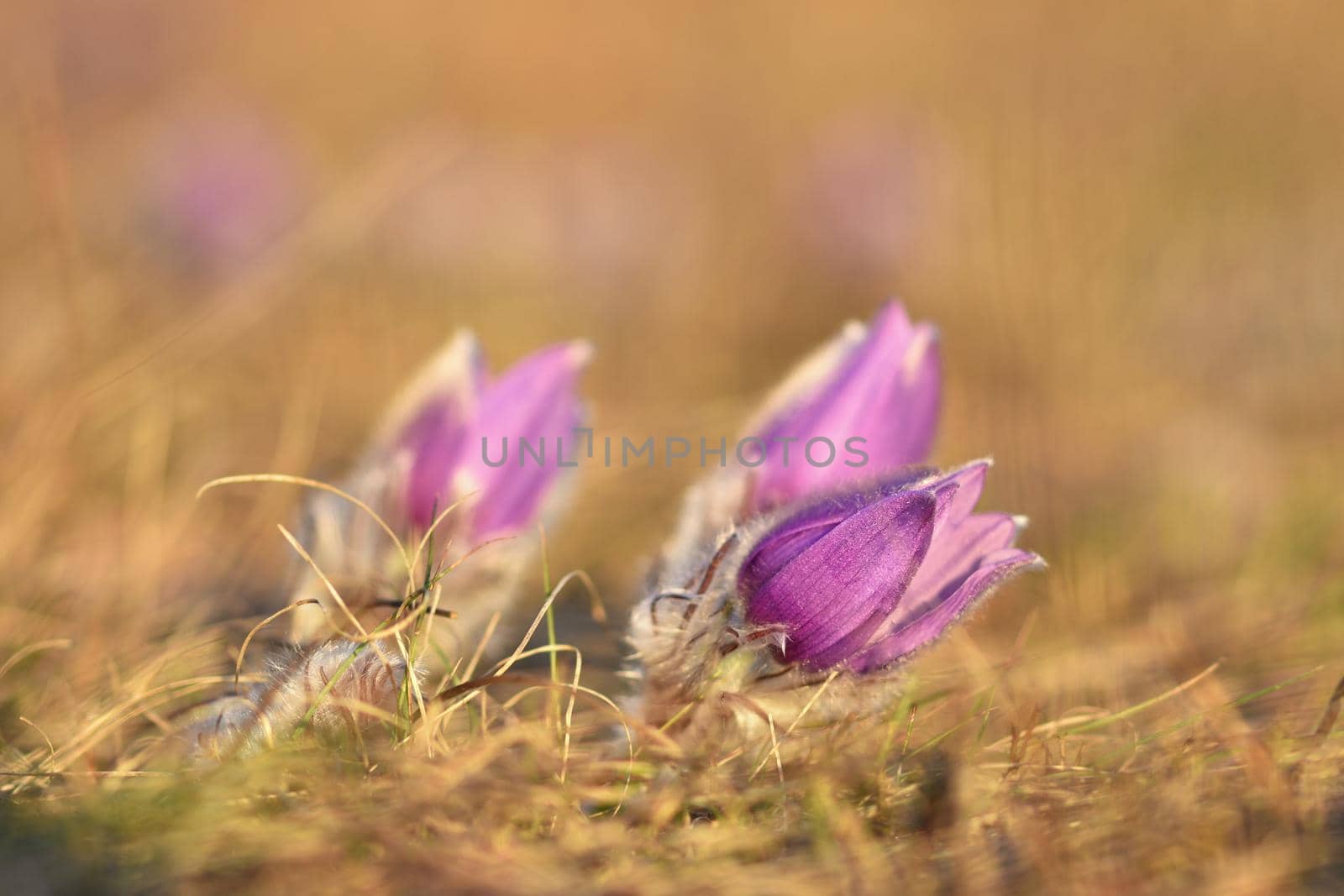 Spring flowers. Beautifully blossoming pasque flower and sun with a natural colored background. (Pulsatilla grandis)