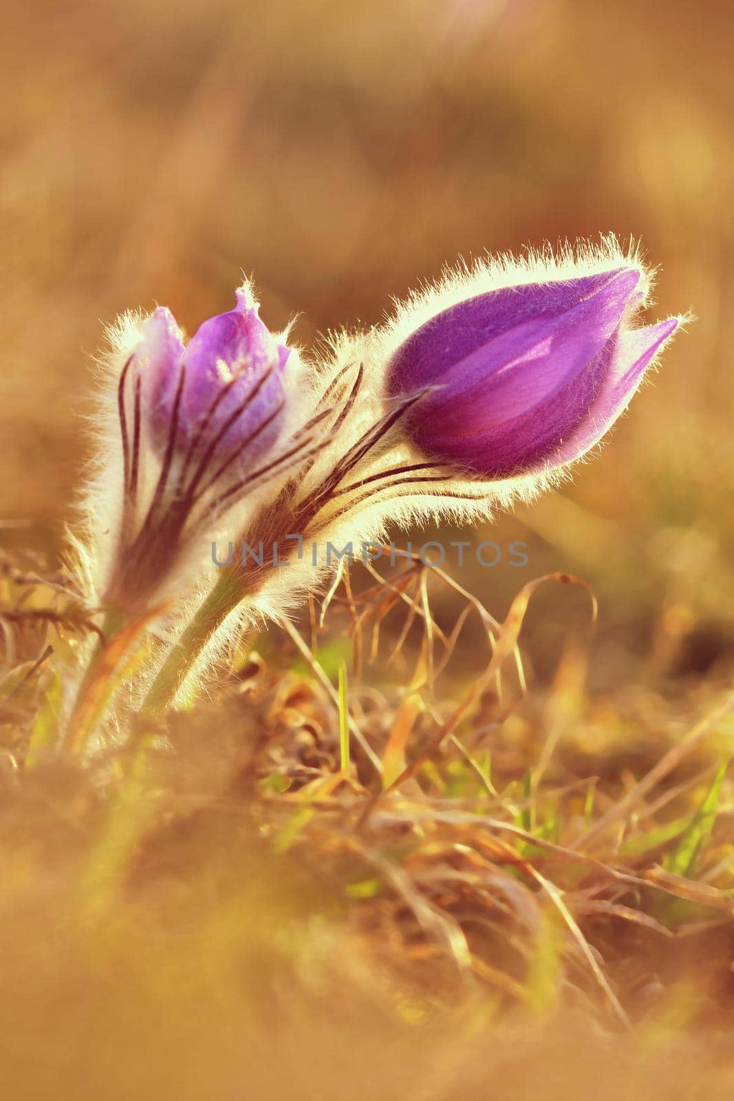 Spring flowers. Beautifully blossoming pasque flower and sun with a natural colored background. (Pulsatilla grandis)