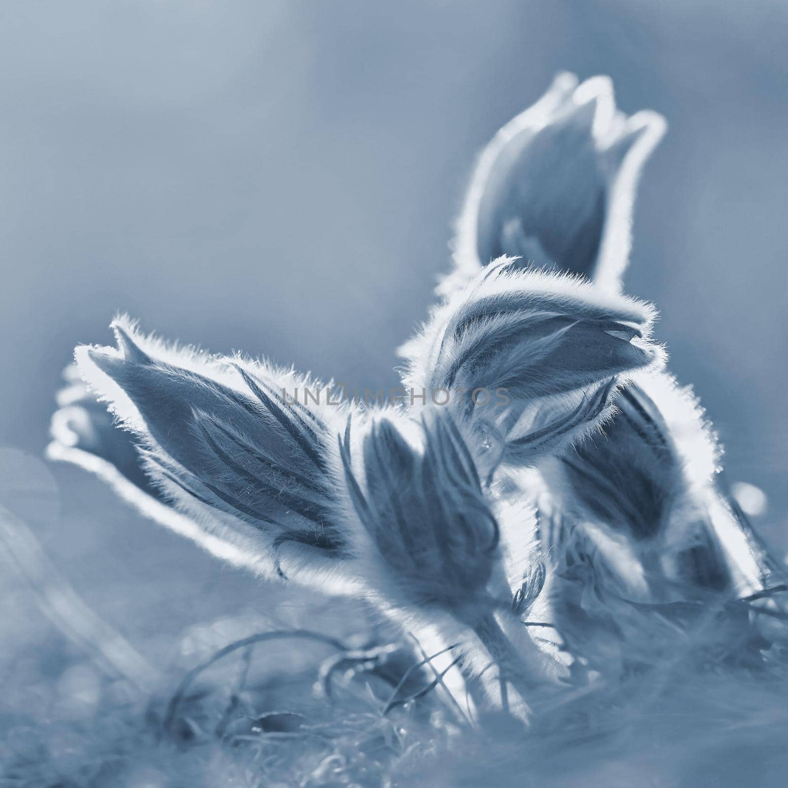 Spring flowers. Beautifully blossoming pasque flower and sun with a natural colored background. (Pulsatilla grandis)