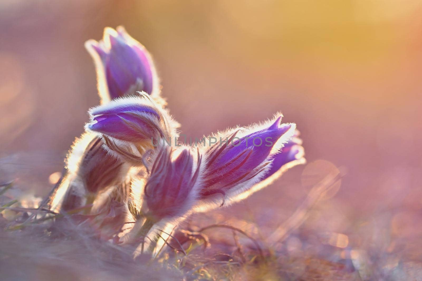 Spring flowers. Beautifully blossoming pasque flower and sun with a natural colored background. (Pulsatilla grandis)