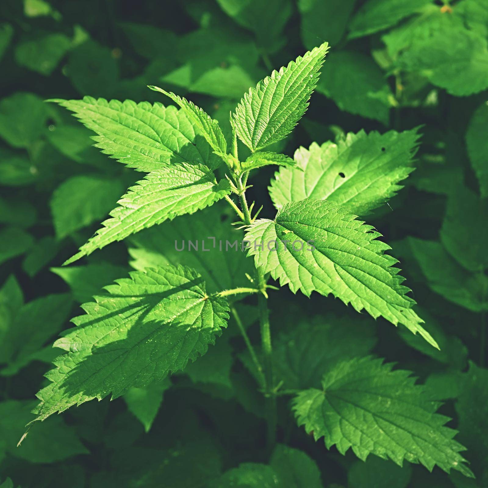 Beautiful nettle in nature with sun. (Urtica dioica)