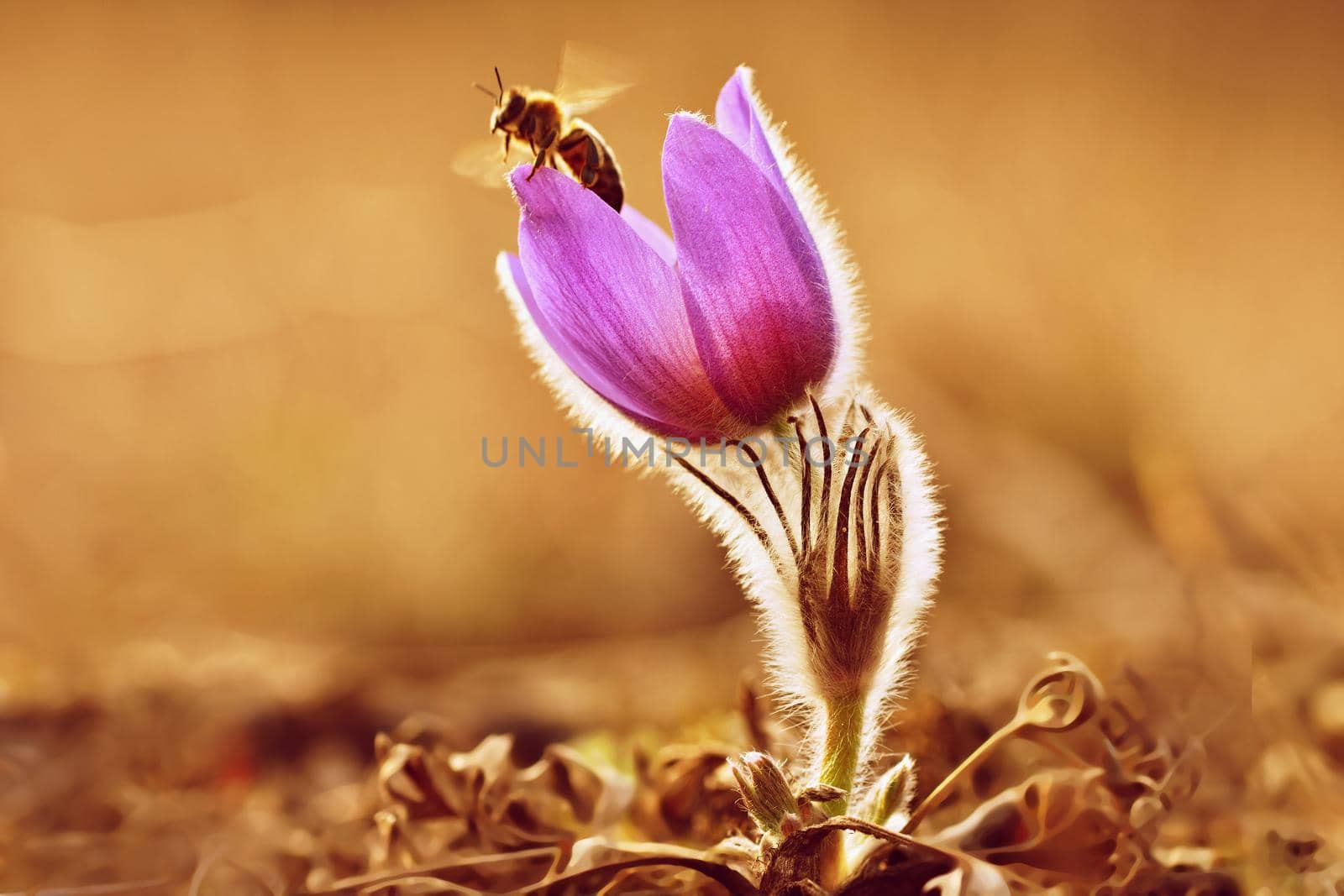 Spring flowers. Beautifully blossoming pasque flower and sun with a natural colored background. (Pulsatilla grandis)