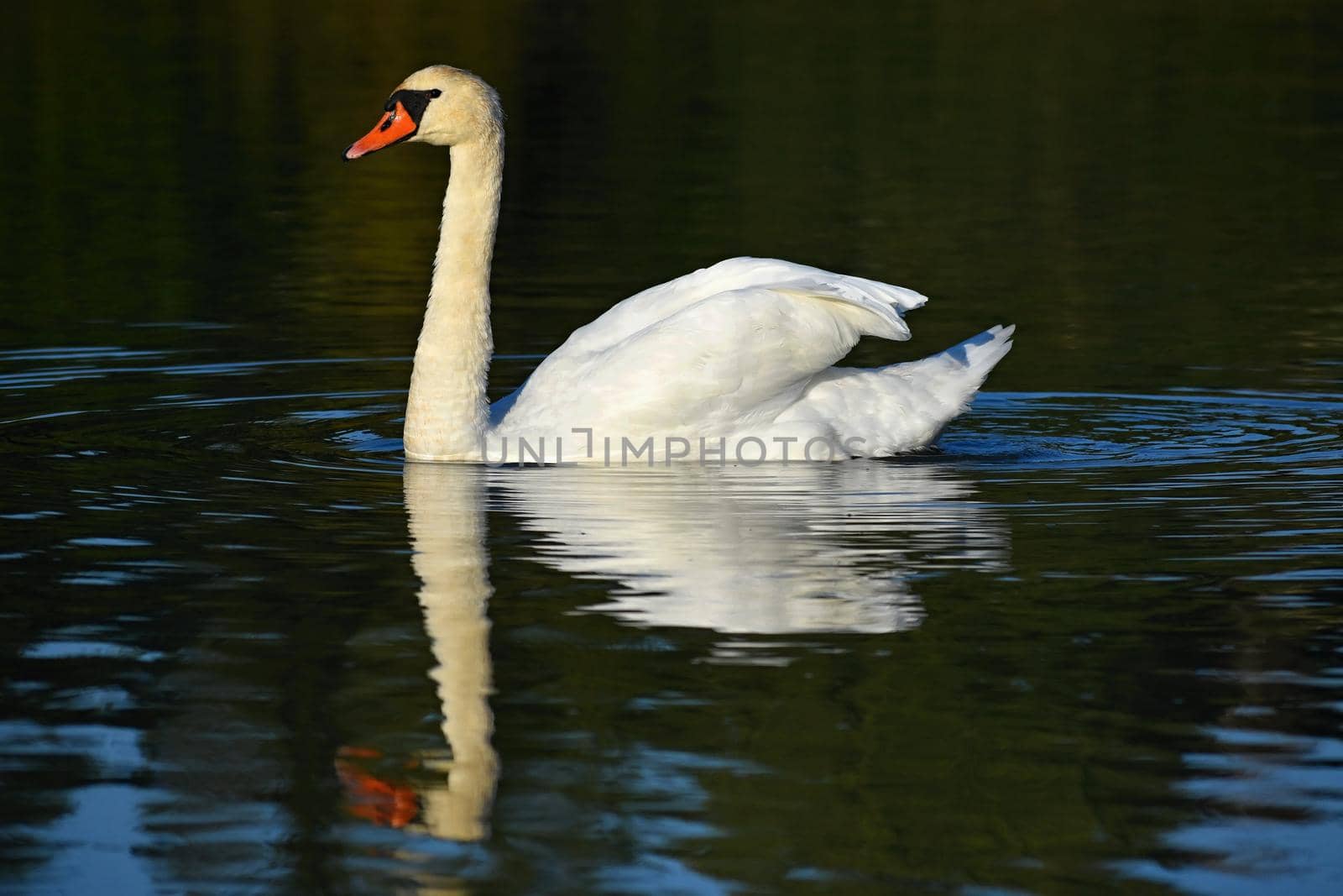 Beautifully young swan (Cygnus olor)