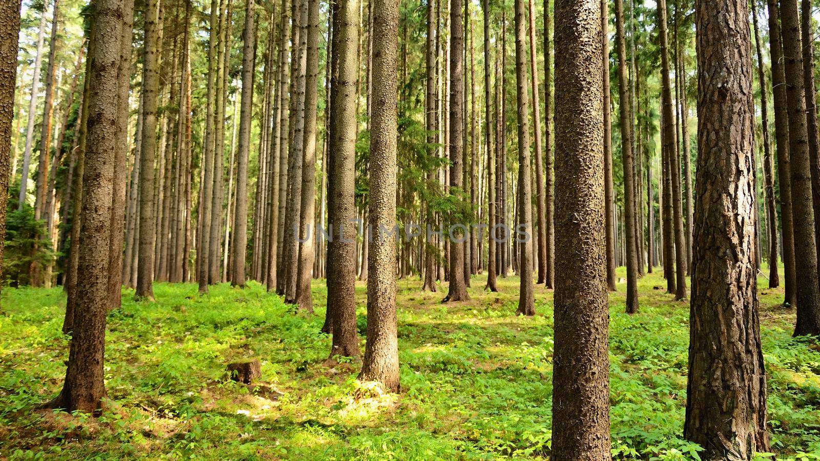 Trees in the forest Forest and natural backdrop for relaxation and recreation in nature. Springtime