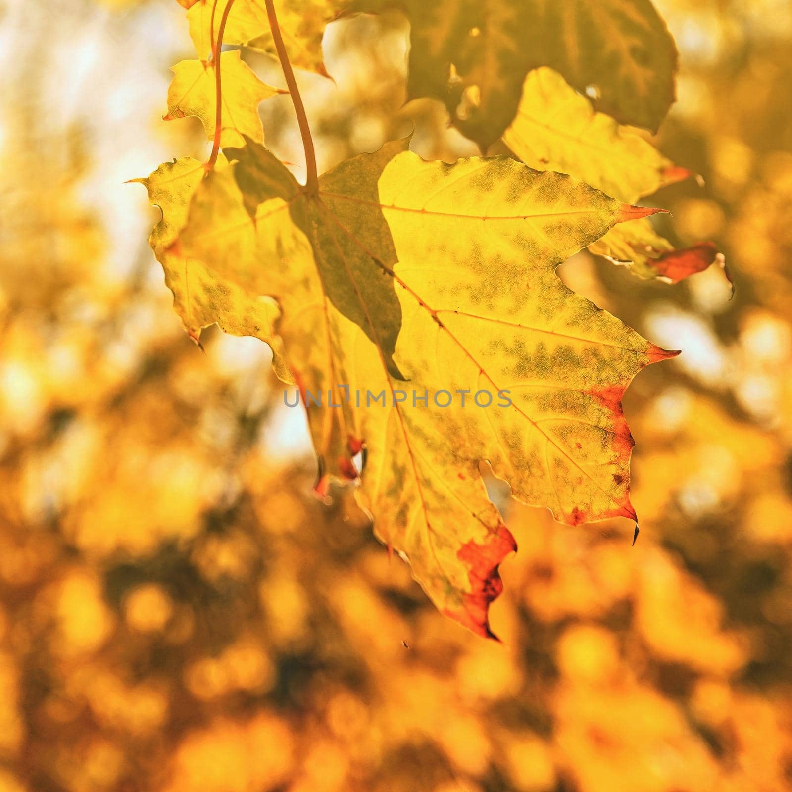 Autumn. Natural seasonal colored leaves. Colorful foliage in the park.