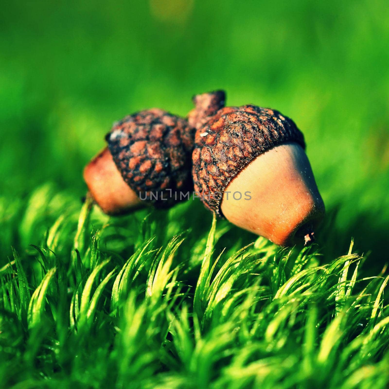 Background with autumn acorns and leaves closeup.
Beautiful natural concept in autumn season. Forest, moss and colorful nature on a sunny autumn day. Macro shot from close up