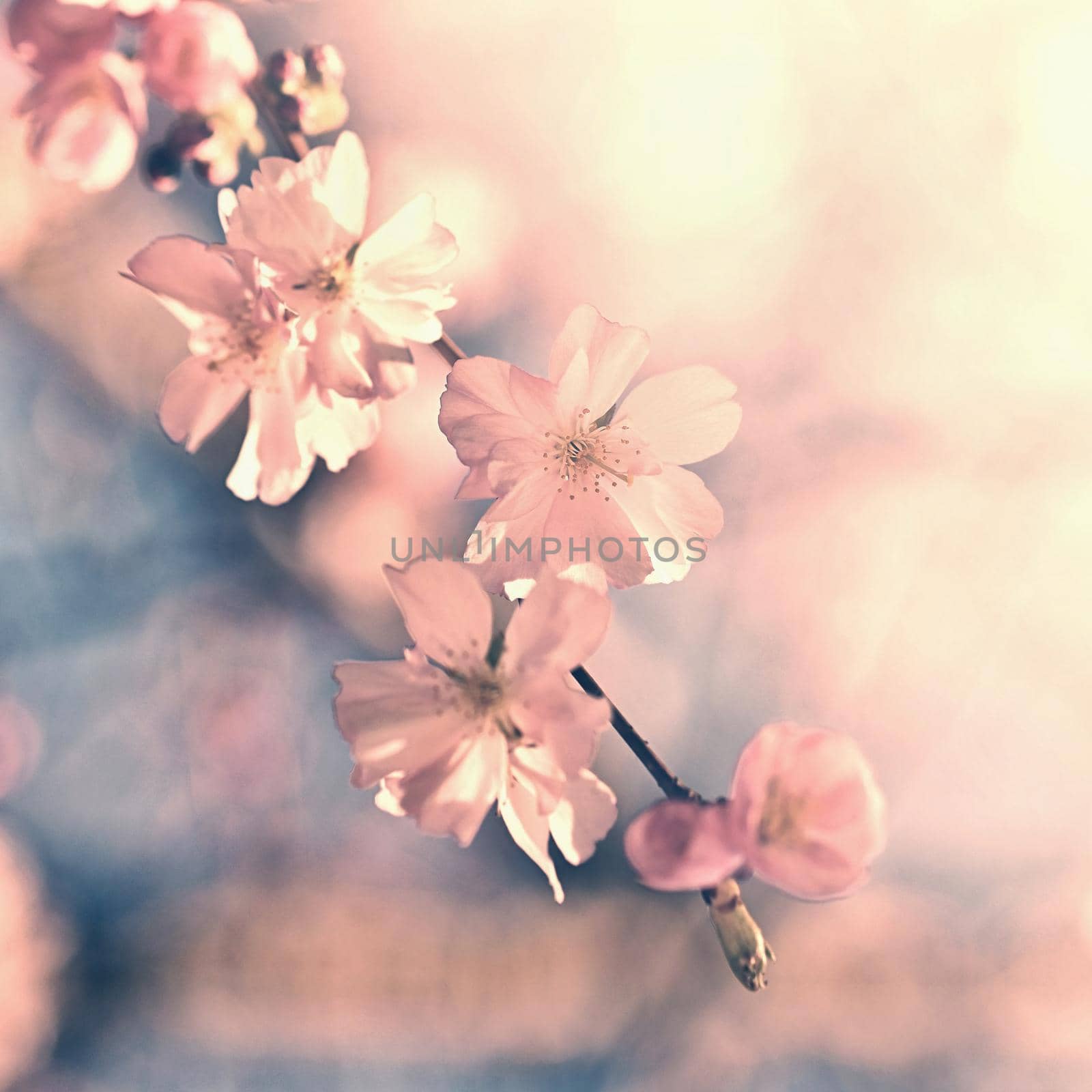 Beautiful blossom tree. Nature scene with sun in Sunny day. Spring flowers. Abstract blurred background in Springtime. 