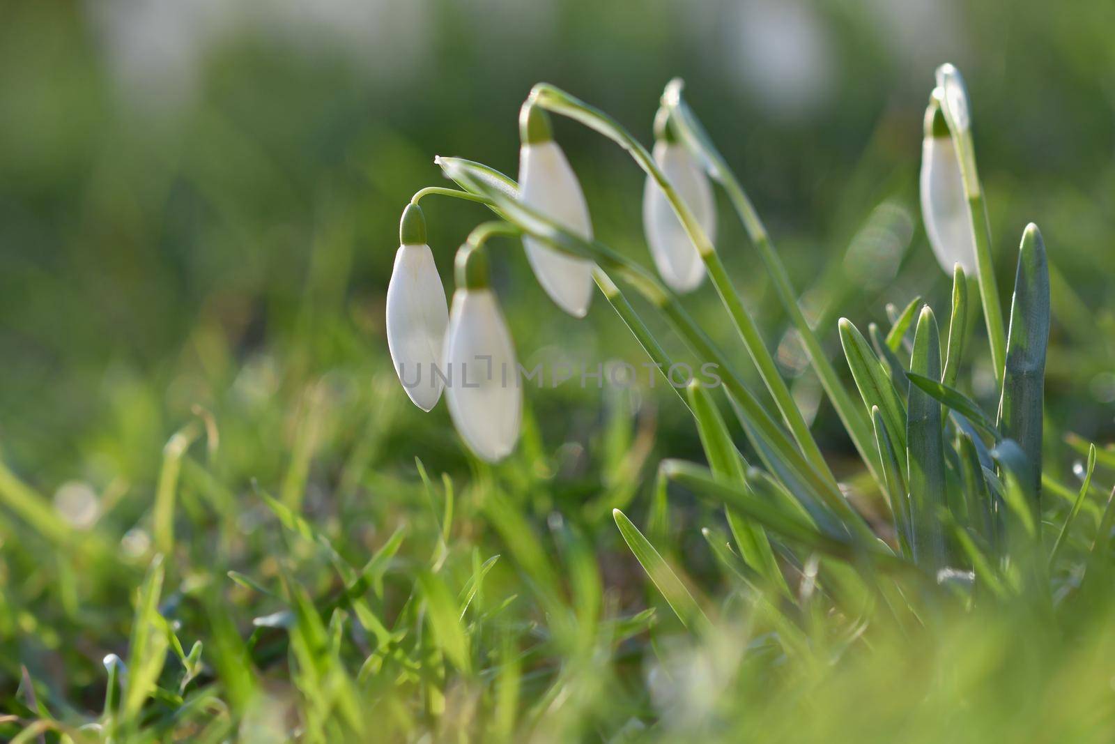 Spring flowers - snowdrops. Beautifully blooming in the grass at sunset. Amaryllidaceae - Galanthus nivalis