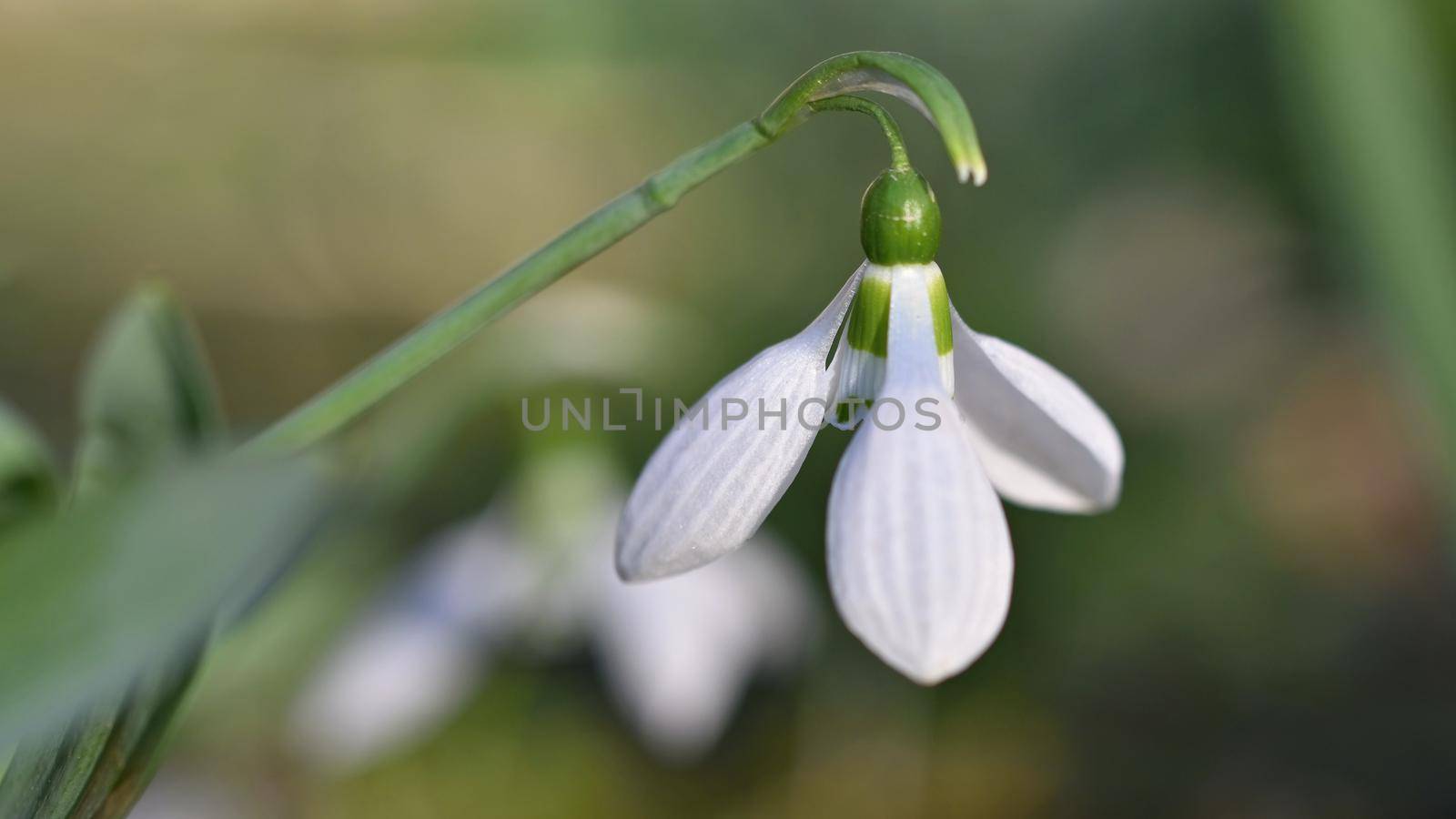 Spring flowers - snowdrops. Beautifully blooming in the grass at sunset. Amaryllidaceae - Galanthus nivalis