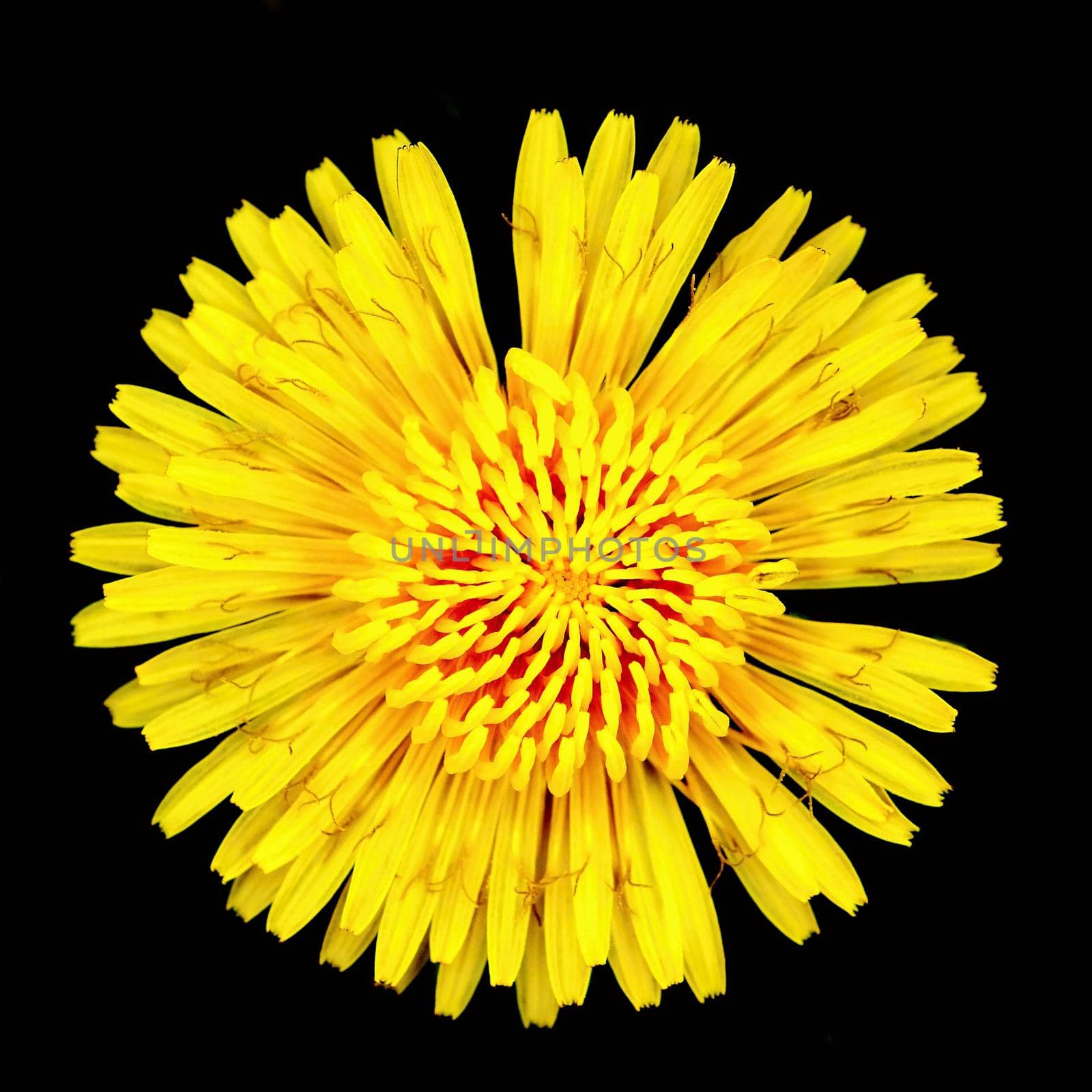 Dandelion flower. isolated on pure black background