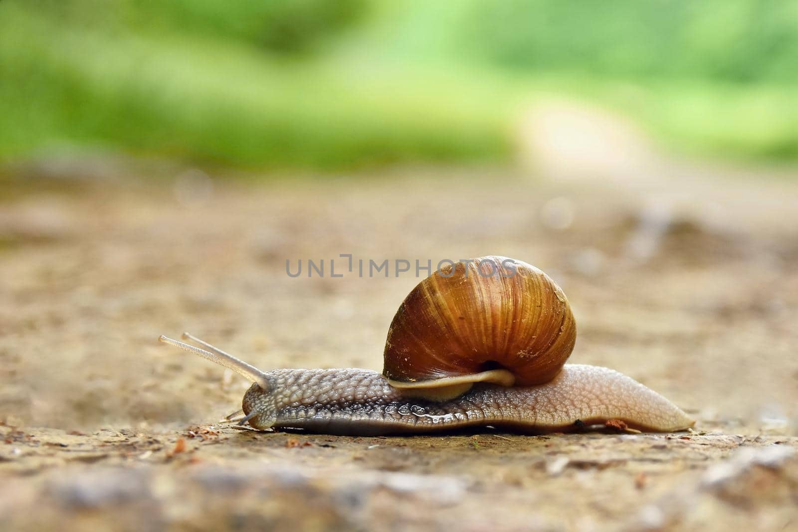Beautiful snail crawling across the road in the countryside. Natural colored blurred background.