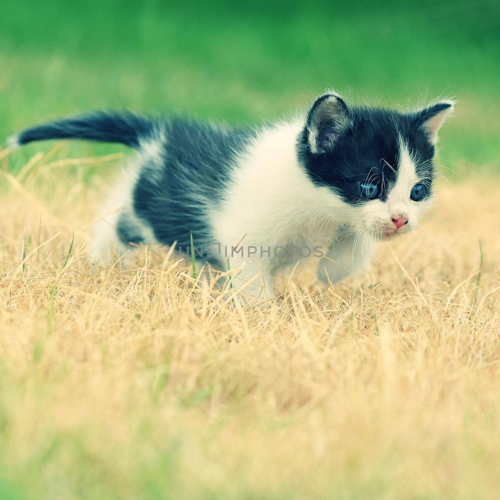 Beautiful small kitten with blue eyes. Playing at home.