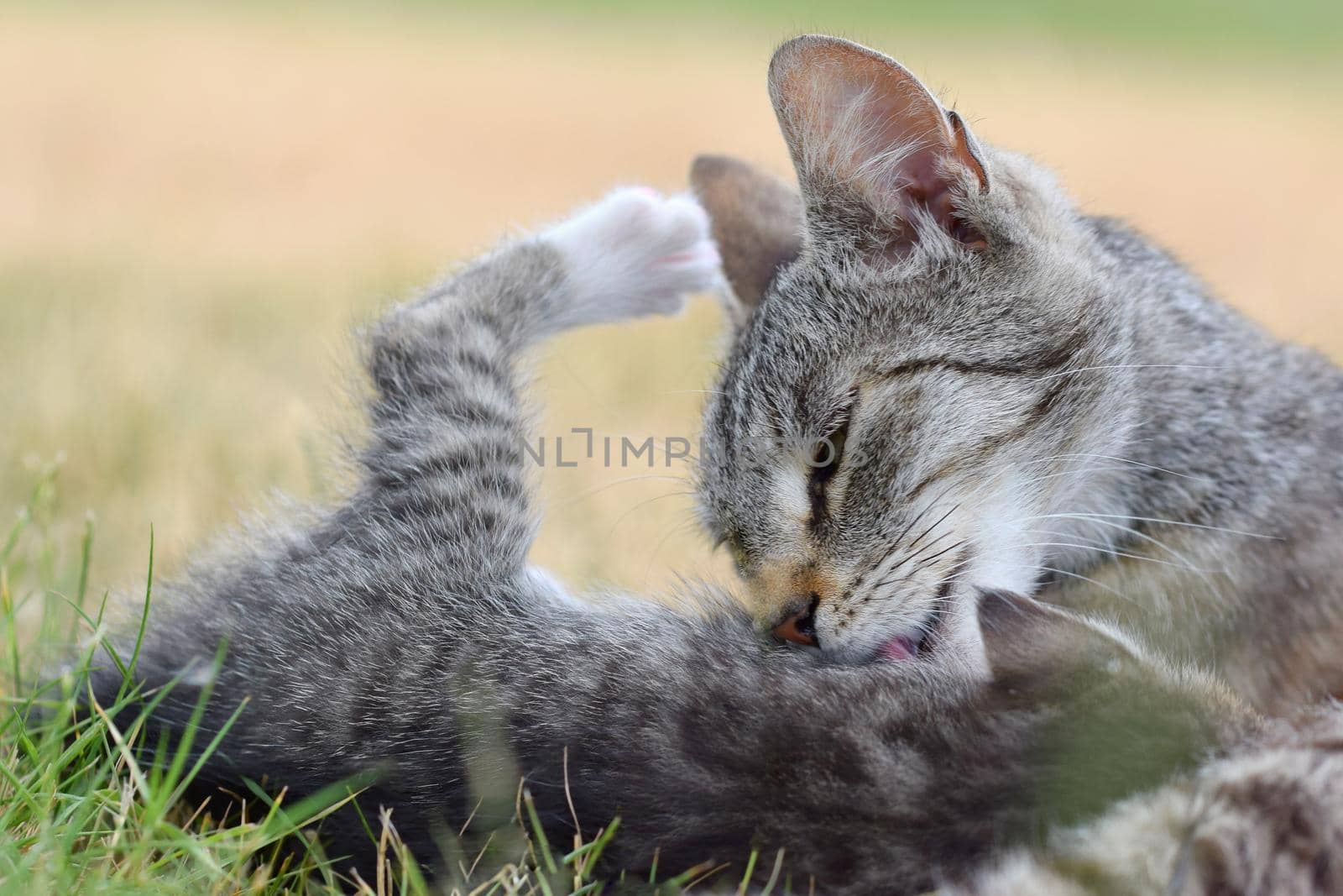 Beautiful small kitten with blue eyes. Playing at home.