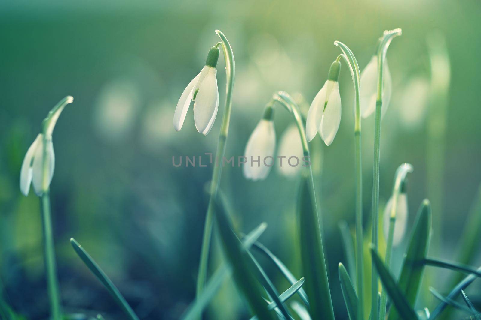 Spring flowers - snowdrops. Beautifully blooming in the grass at sunset. Amaryllidaceae - Galanthus nivalis