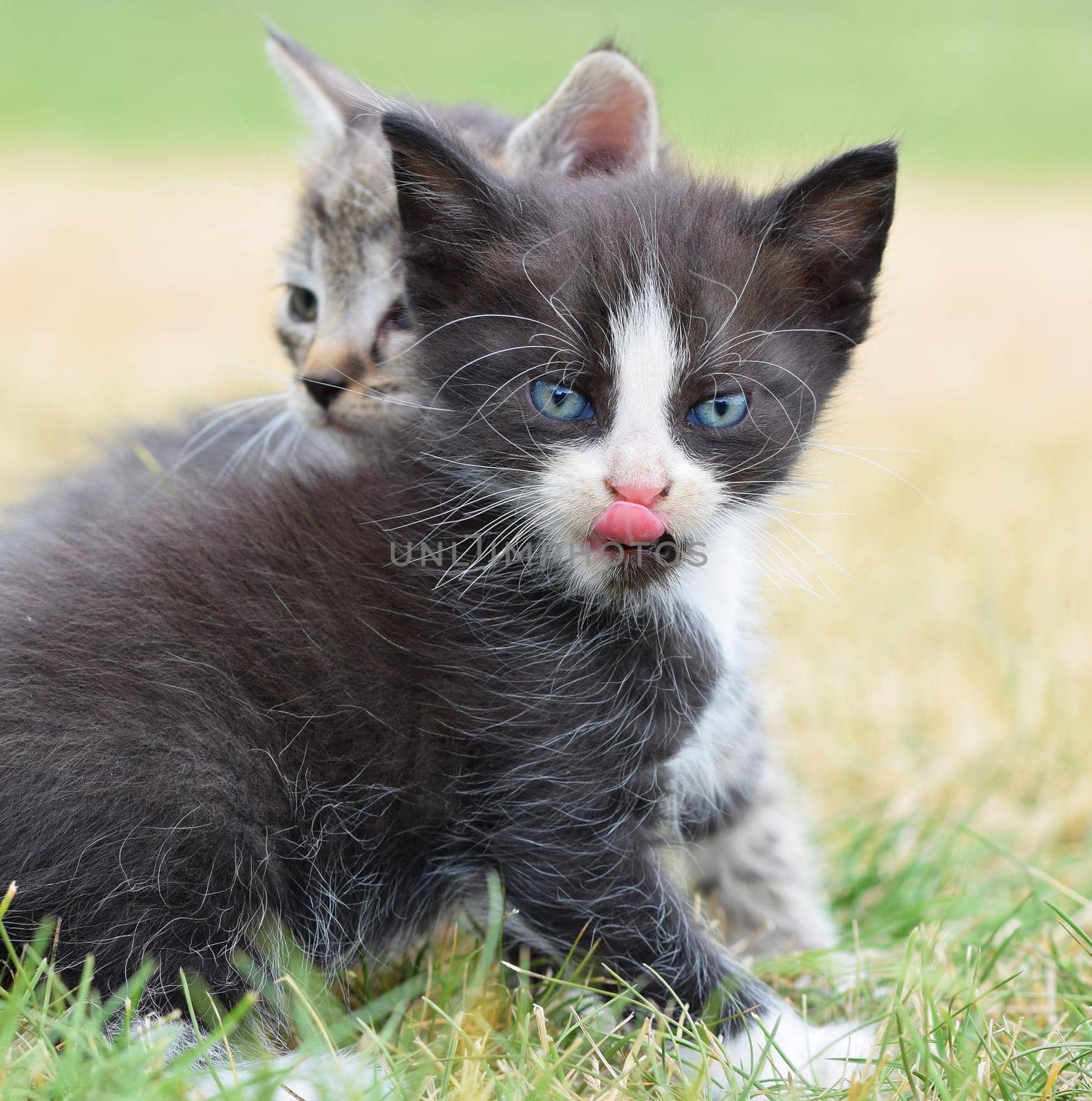 Beautiful small kitten with blue eyes. Playing at home.