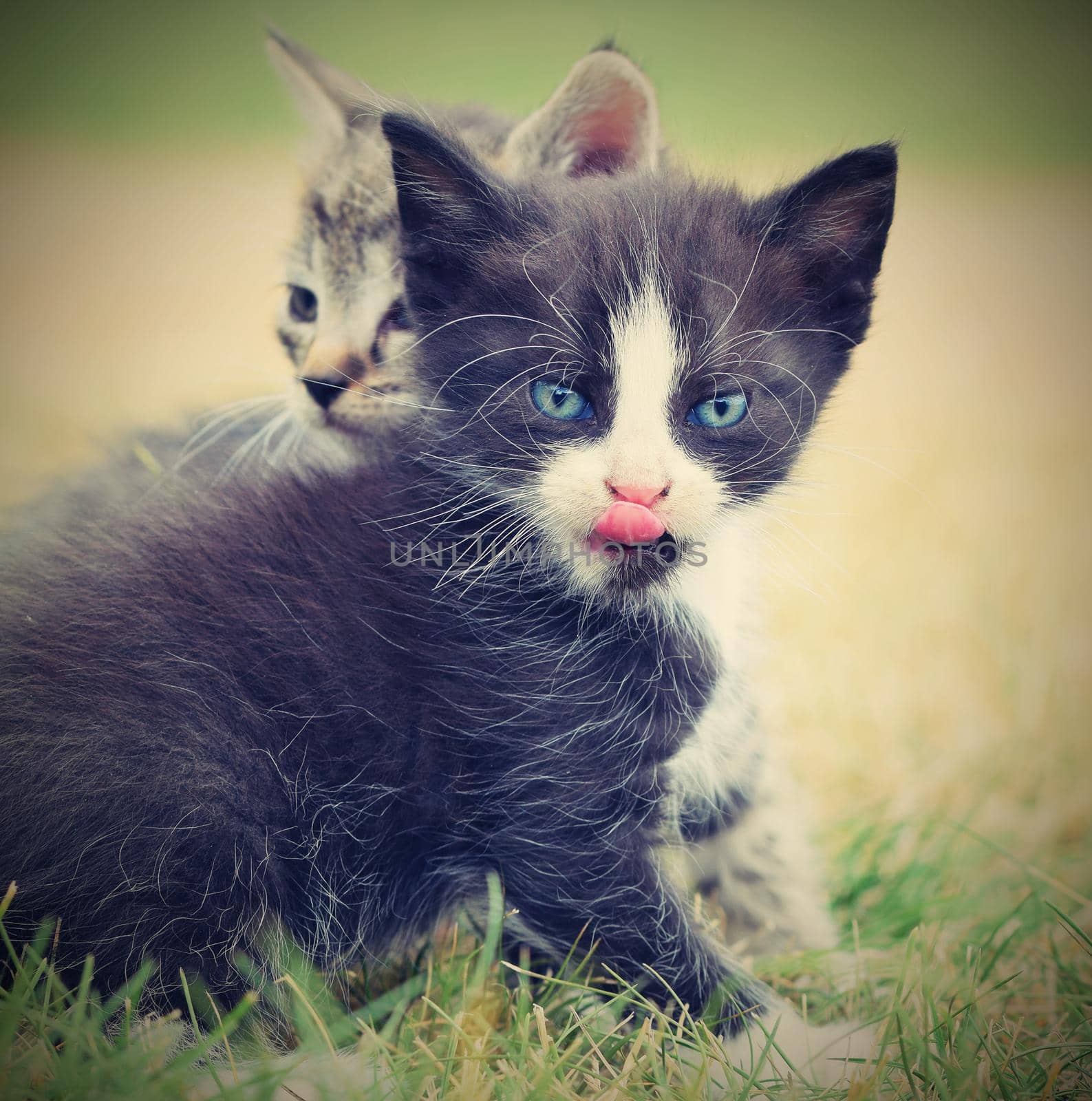 Beautiful small kitten with blue eyes. Playing at home.