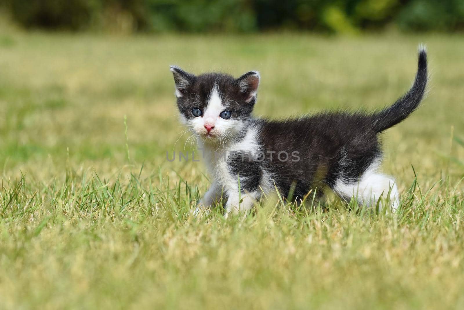 Beautiful small kitten with blue eyes. Playing at home.