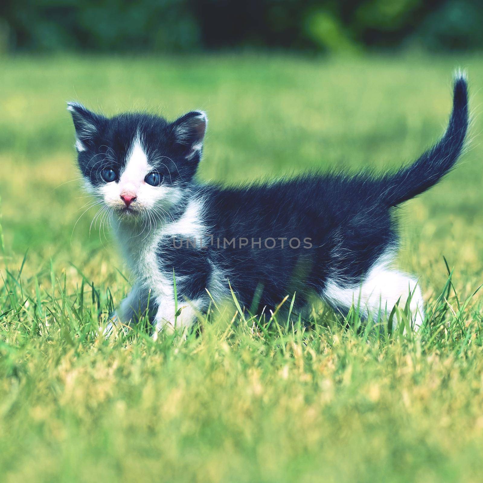 Beautiful small kitten with blue eyes. Playing at home.