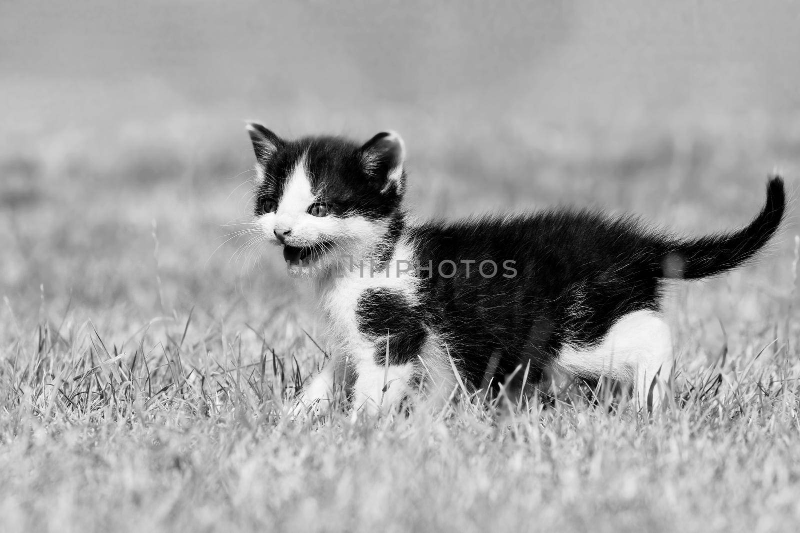 Beautiful small kitten with blue eyes. Playing at home.