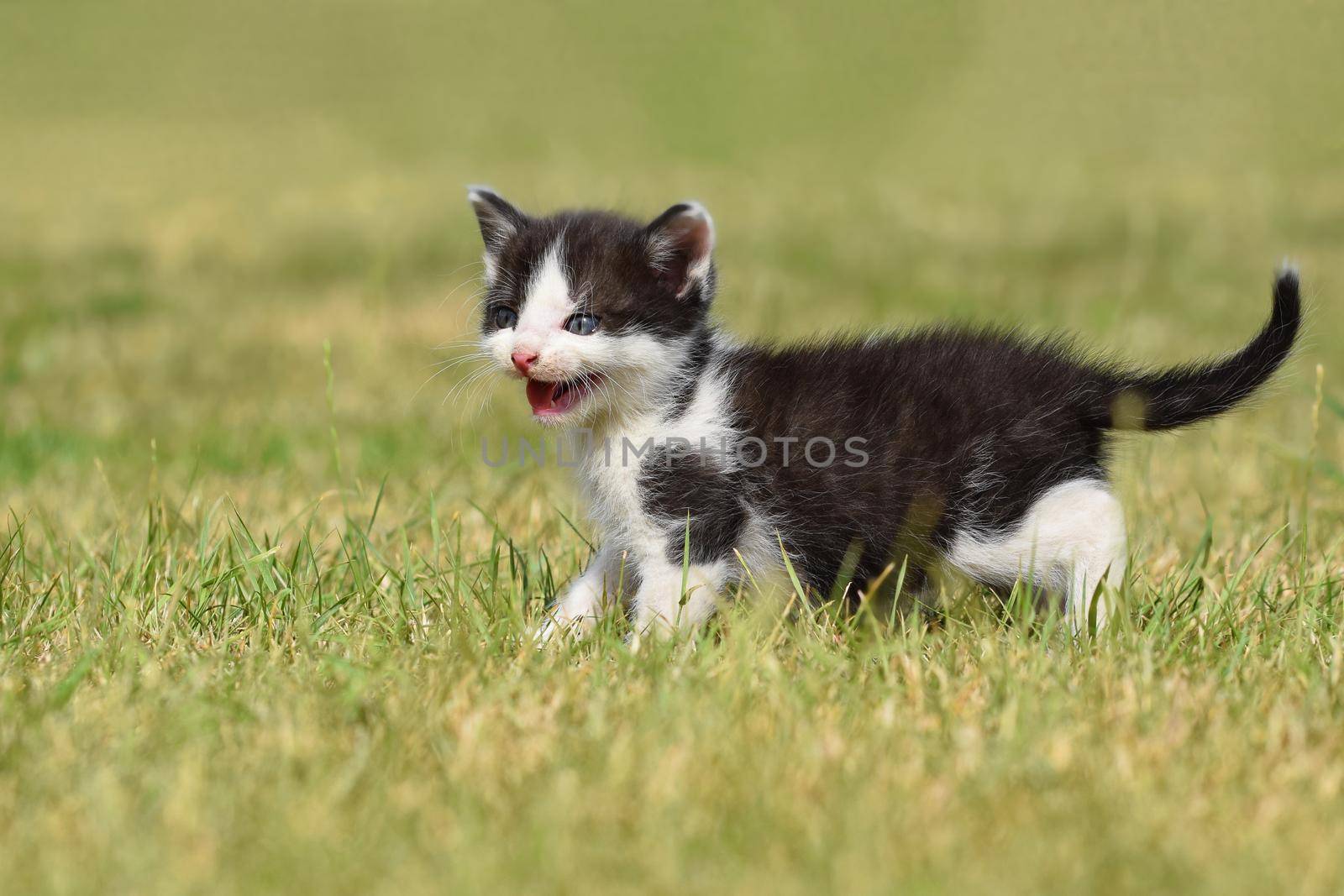 Beautiful small kitten with blue eyes. Playing at home.