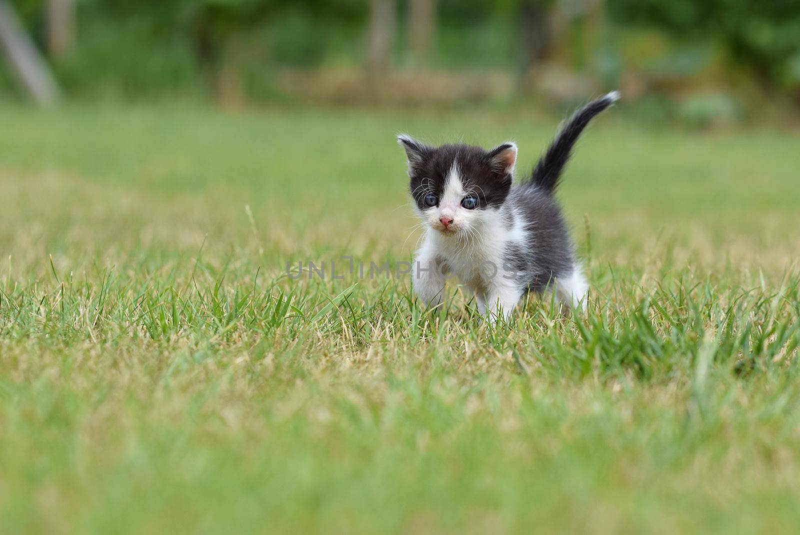 Beautiful small kitten with blue eyes. Playing at home.
