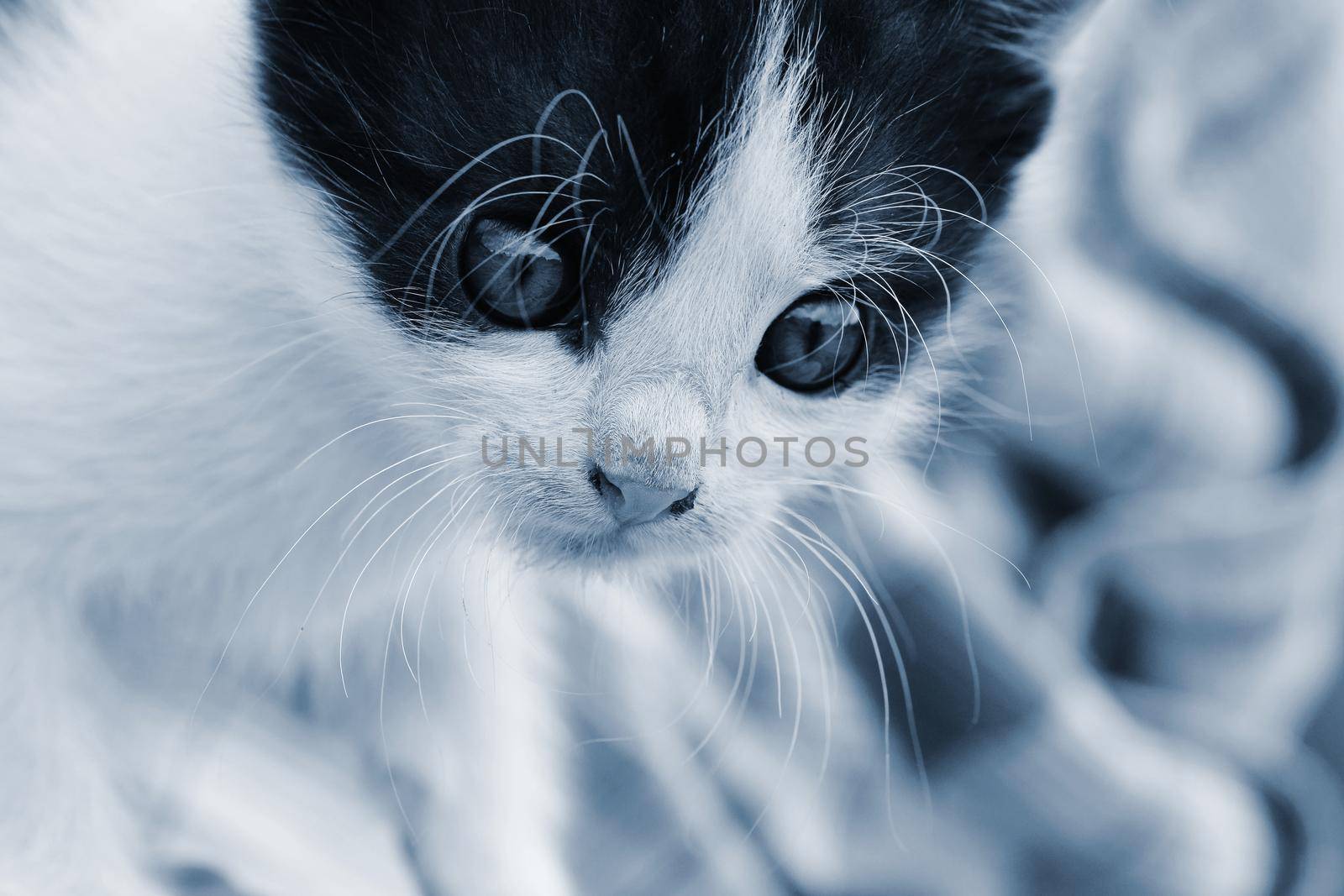 Beautiful small kitten with blue eyes. Playing at home.