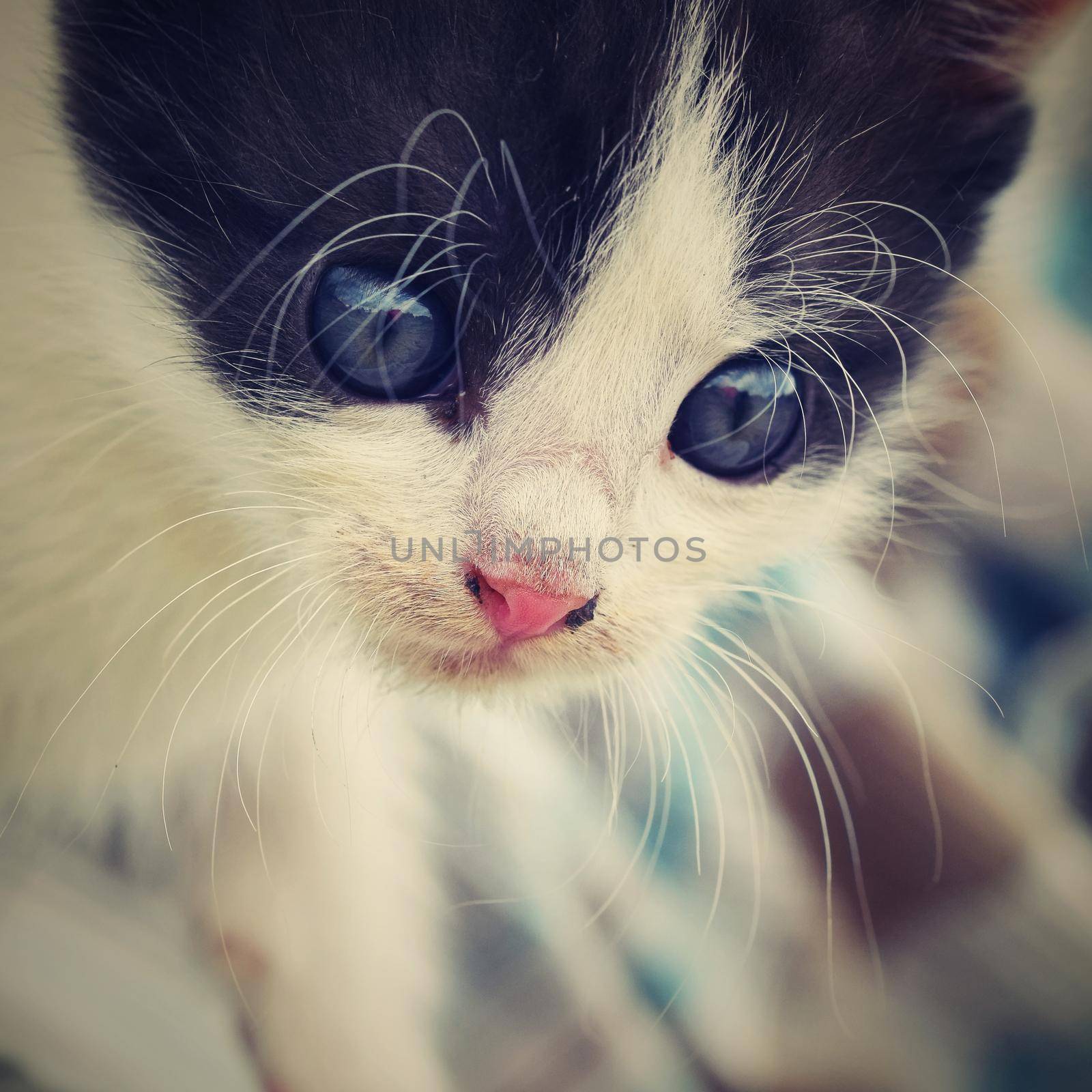 Beautiful small kitten with blue eyes.  by Montypeter