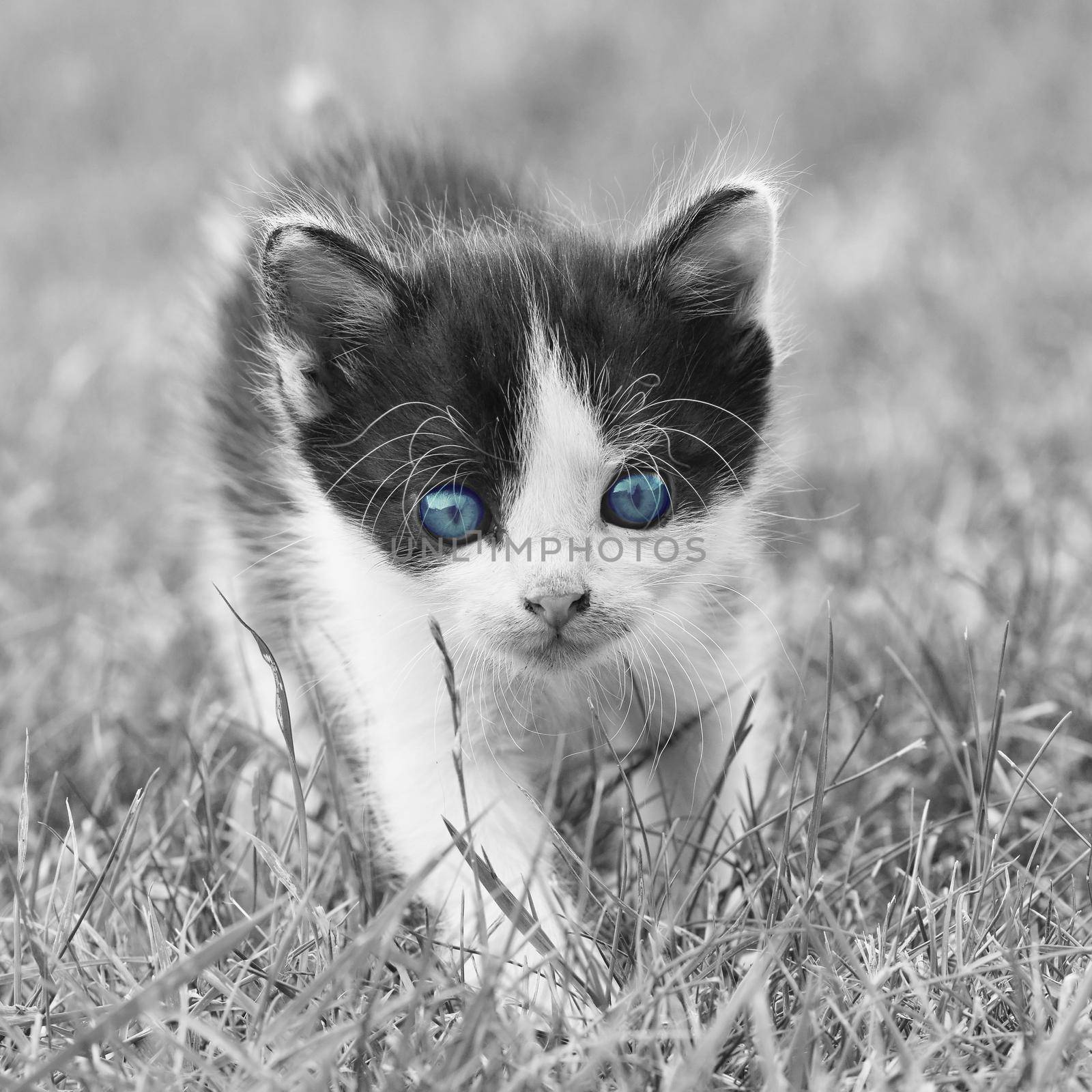Beautiful small kitten with blue eyes. Playing at home.