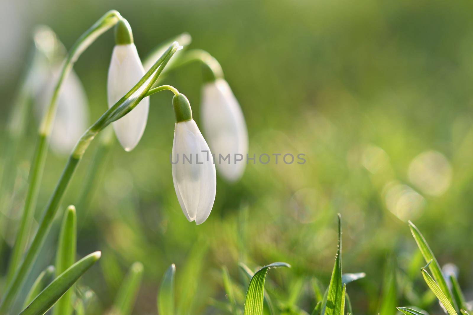 Spring flowers - snowdrops. Beautifully blooming in the grass at sunset. Amaryllidaceae - Galanthus nivalis
