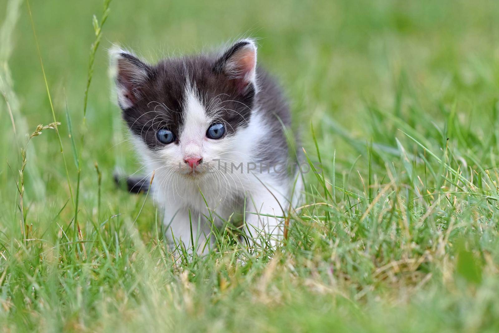 Beautiful small kitten with blue eyes. Playing at home.
