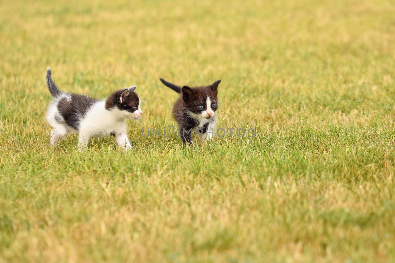 Beautiful small kitten with blue eyes. Playing at home.