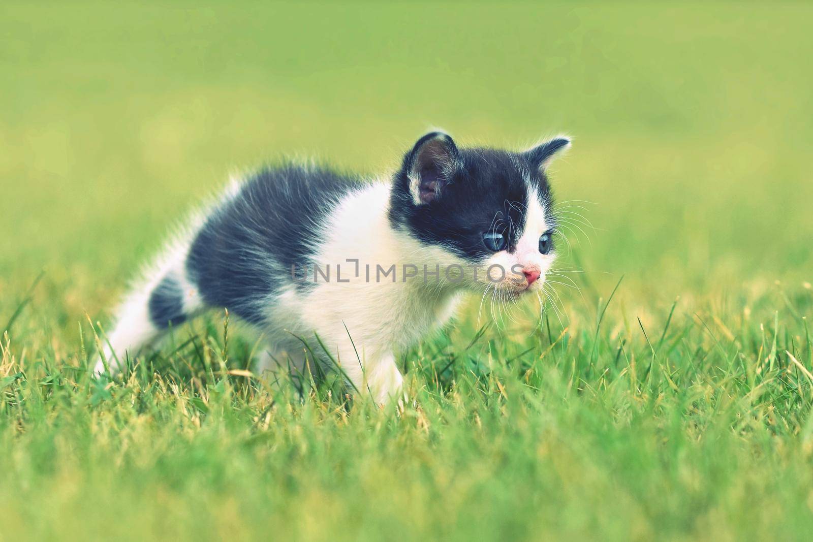 Beautiful small kitten with blue eyes. Playing at home.