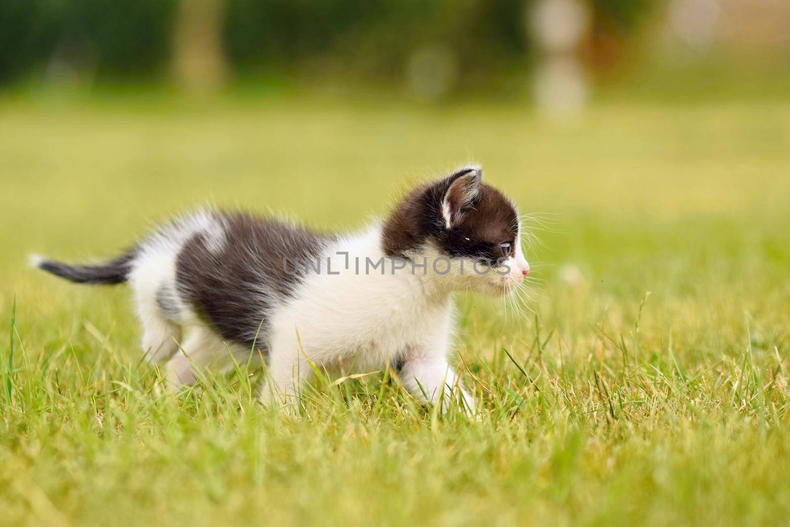 Beautiful small kitten with blue eyes. Playing at home.