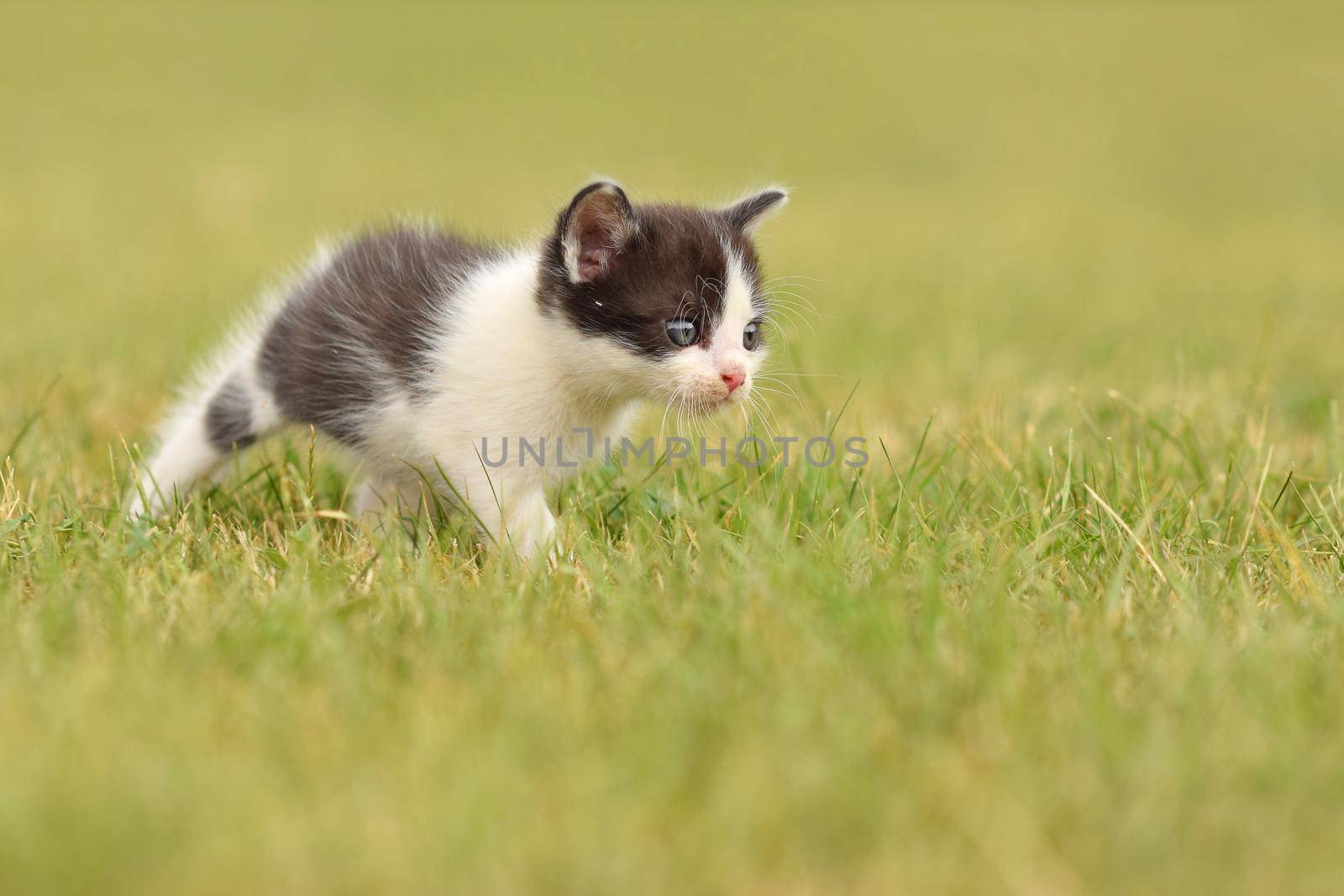 Beautiful small kitten with blue eyes. Playing at home.