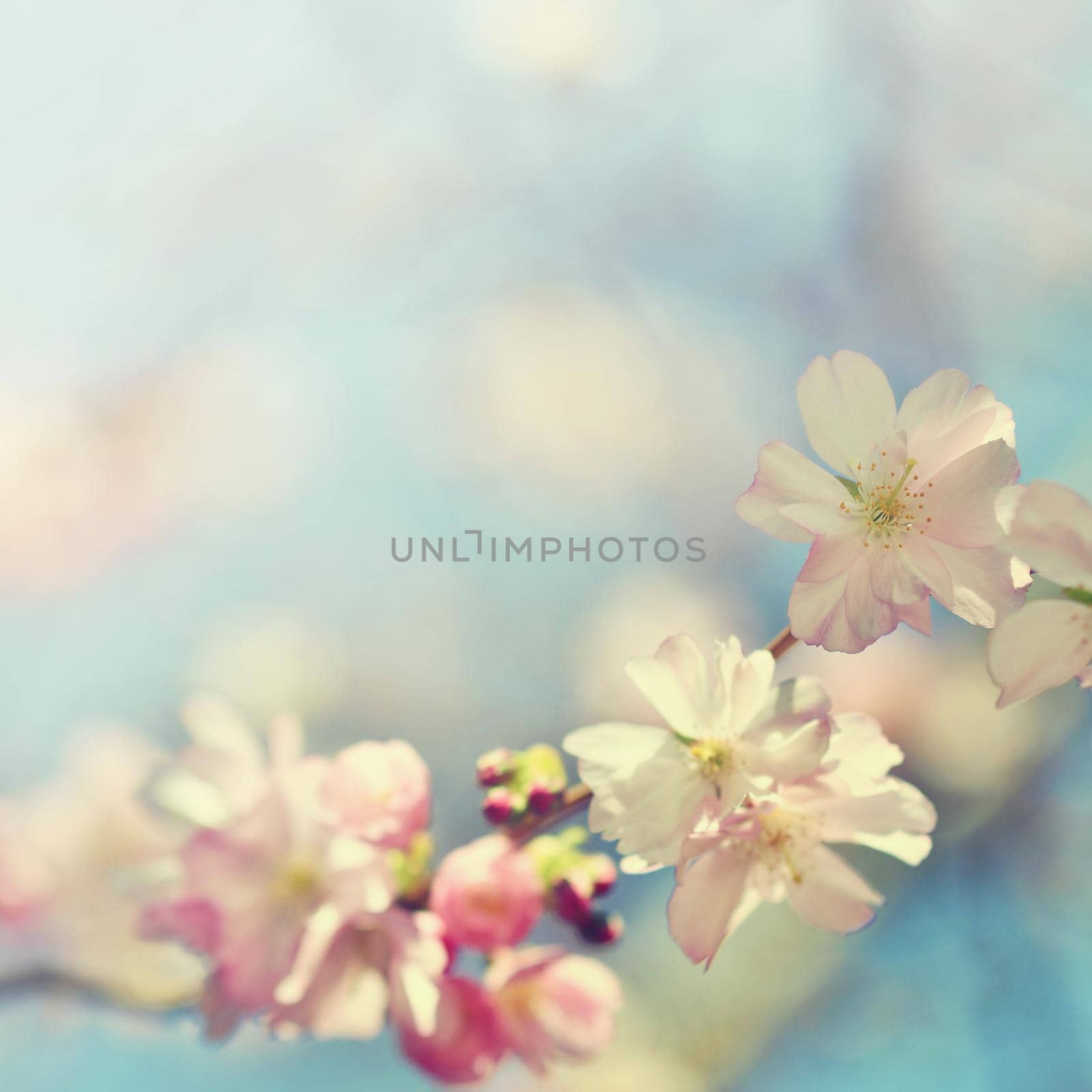 Beautiful blossom tree. Nature scene with sun on Sunny day. Spring flowers. Abstract blurred background in Springtime.  by Montypeter