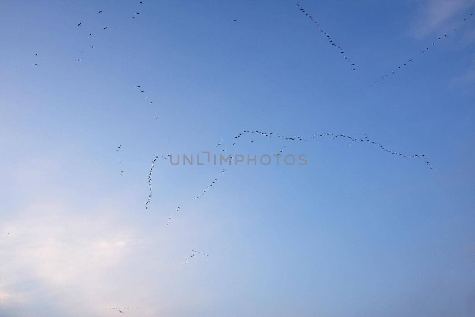 A flock of birds with a blue sky background