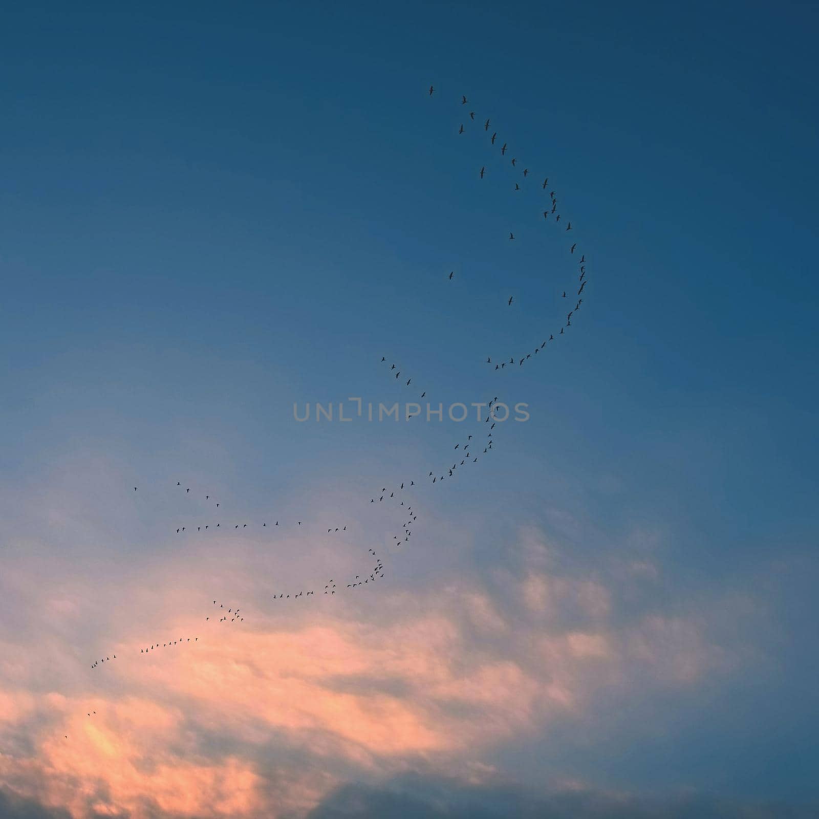 A flock of birds with a blue sky background by Montypeter