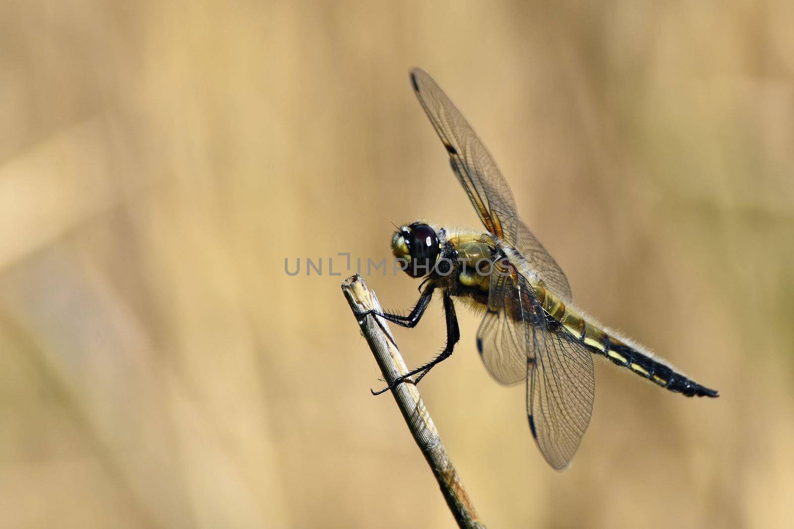 Beautiful dragonfly. Macro shot of nature.
Libellula depressa. Insects up close. 