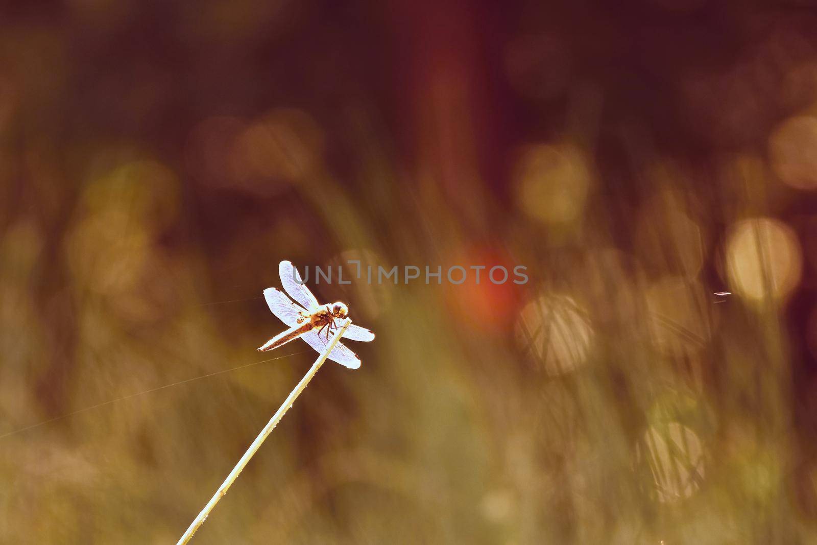 Beautiful dragonfly. Macro shot of nature.
Libellula depressa. Insects up close. 
