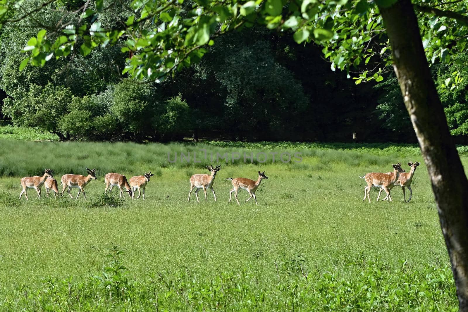 Fallow - fallow deer. (Dama dama ) Beautiful natural background with animals. Forest and sunset. Brno - Czech Republic - Europe. Animal - nature