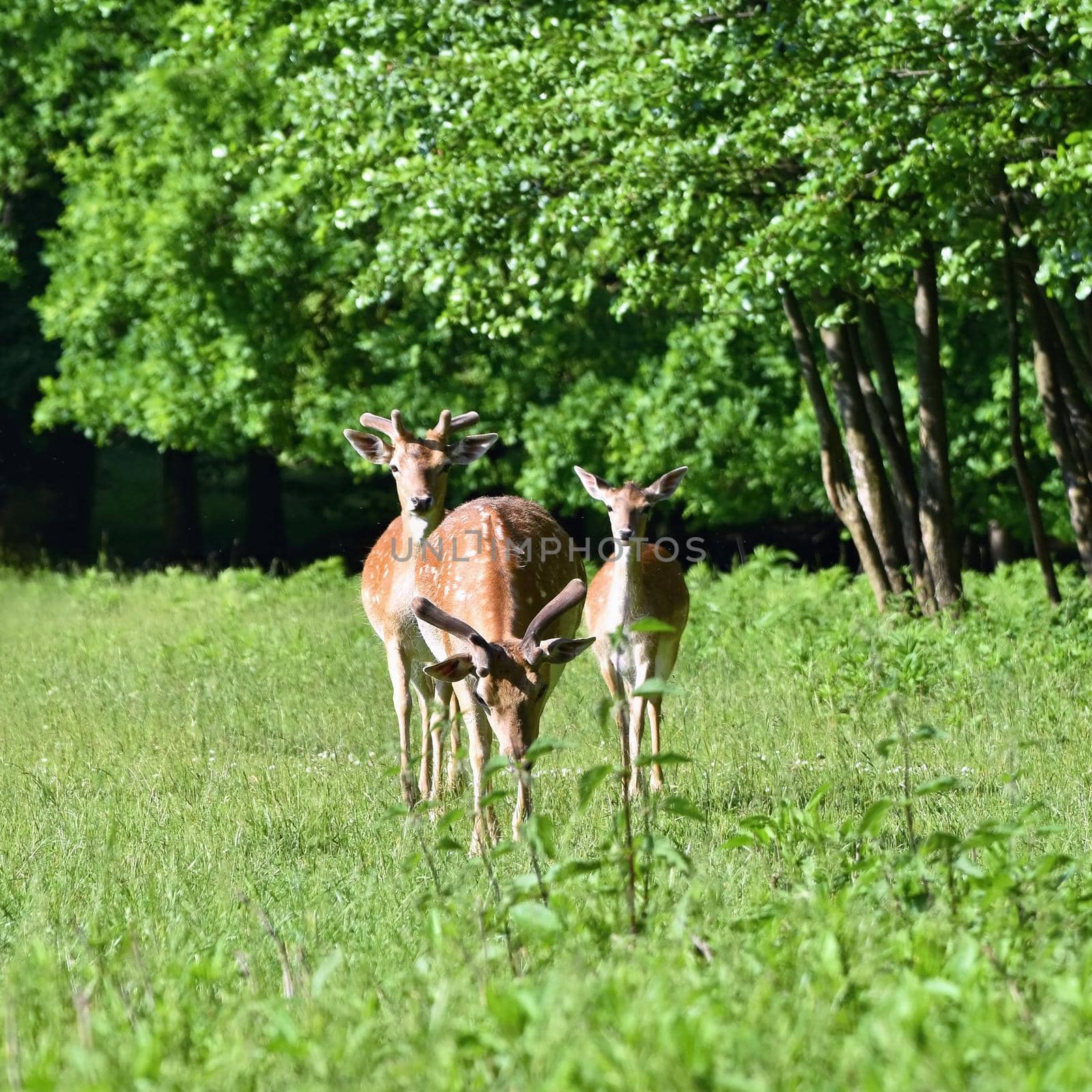 Fallow - fallow deer. (Dama dama ) Beautiful natural background with animals. Forest and sunset. Brno - Czech Republic - Europe. by Montypeter